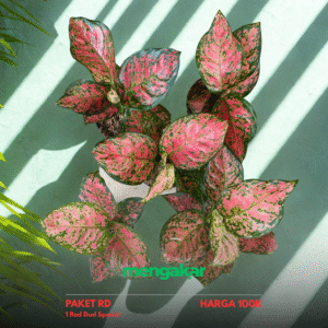 Paket A1 Aglaonema